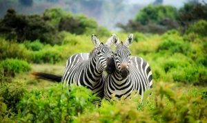 Tanzania
